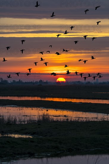 Flock of ducks silhouetted against sunset flying over field in winter in the Uitkerkse Polder nature reserve near Blankenberge