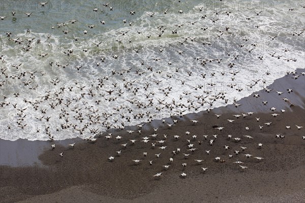 Aerial view over flock of common eider