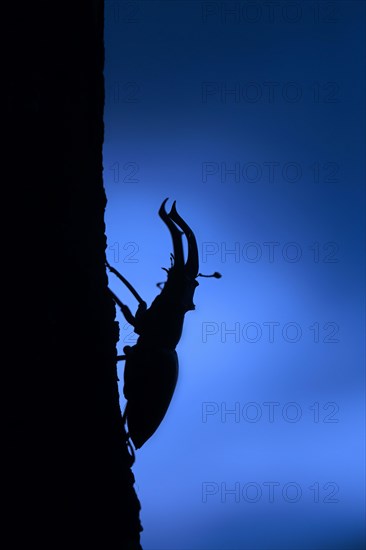 European stag beetle