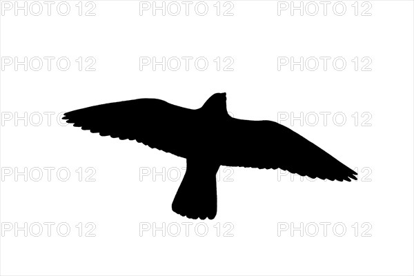 Silhouette of soaring peregrine falcon