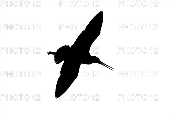 Silhouette of black-tailed godwit