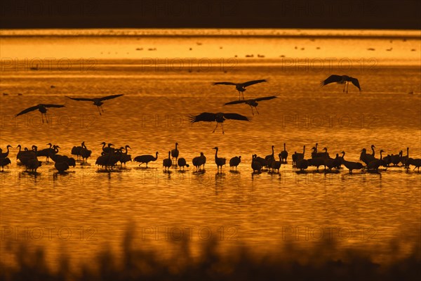 Flock of common cranes