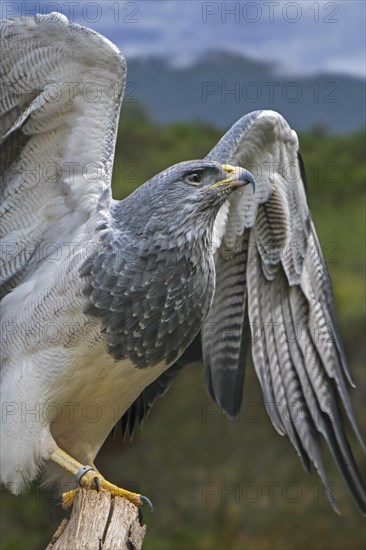 Western black-chested buzzard-eagle