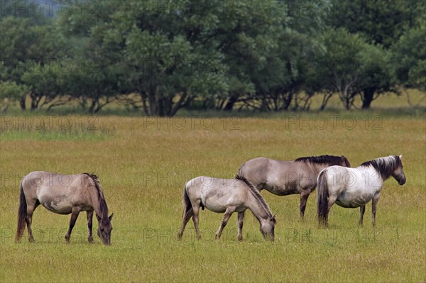 Herd of Konik horses