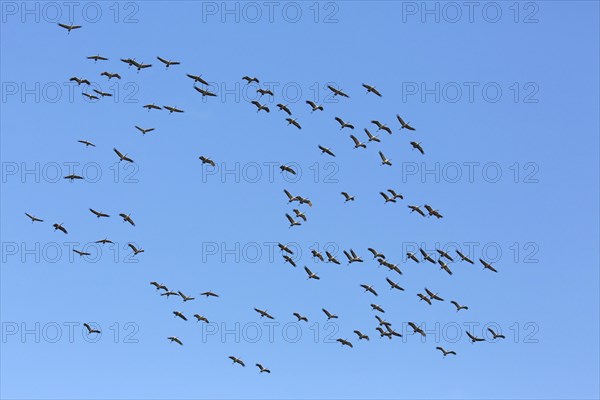 Large migrating flock of common cranes