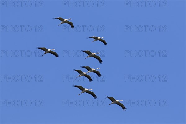 Migrating flock of common cranes