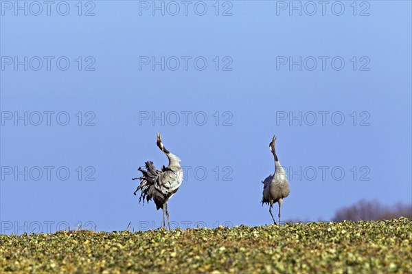 Two courting common cranes