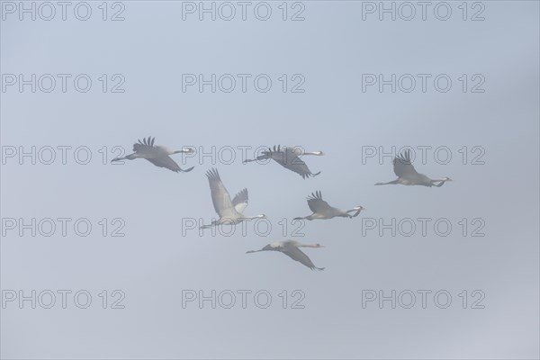 Migrating common cranes