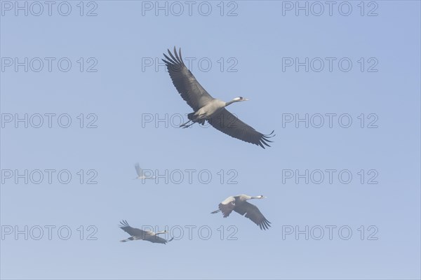 Migrating common cranes