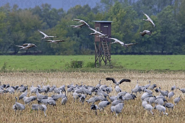 Flock of common cranes