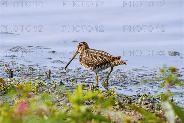 Common snipe