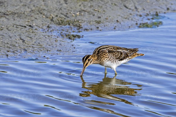 Common snipe