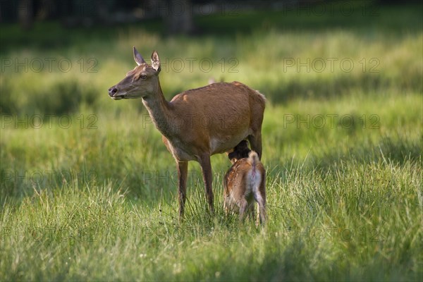 Red deer