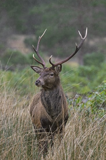 Red deer