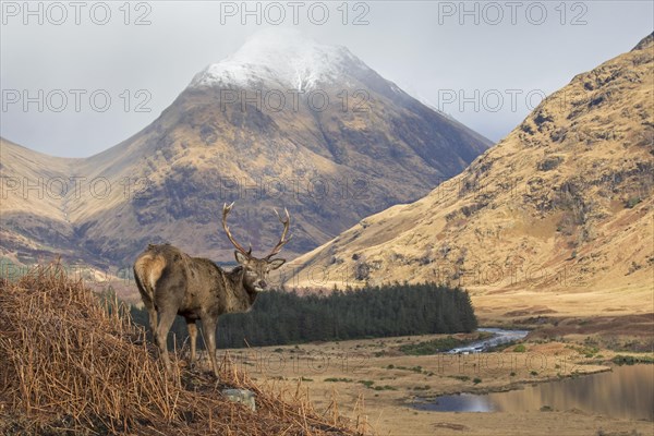 Red deer