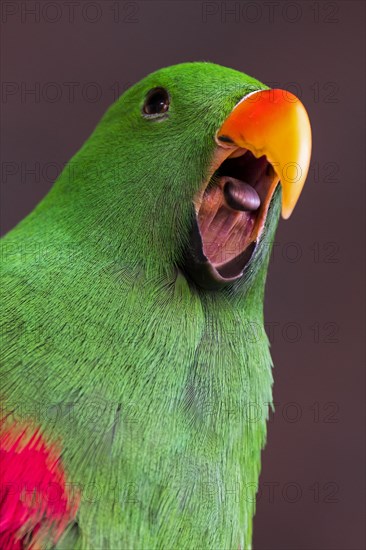 Eclectus parrot