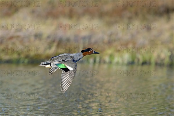 Eurasian teal