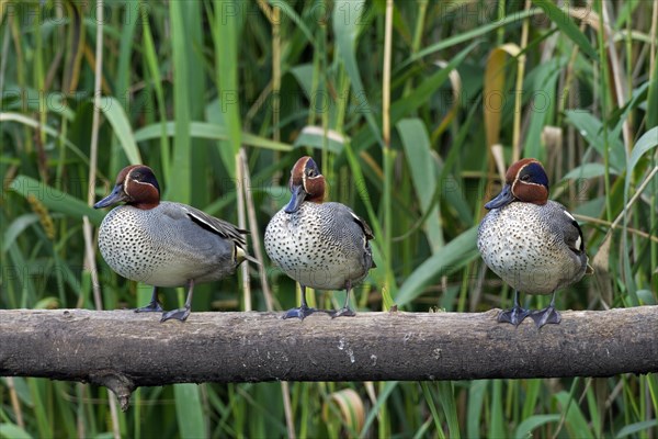 Eurasian Teal