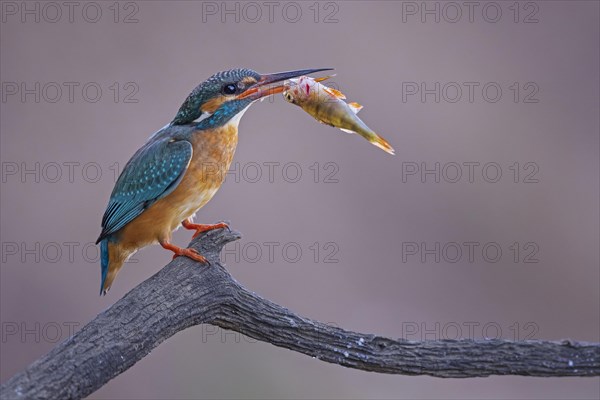 Common kingfisher