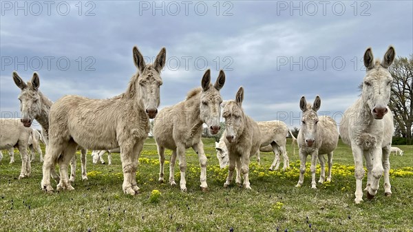 White donkey