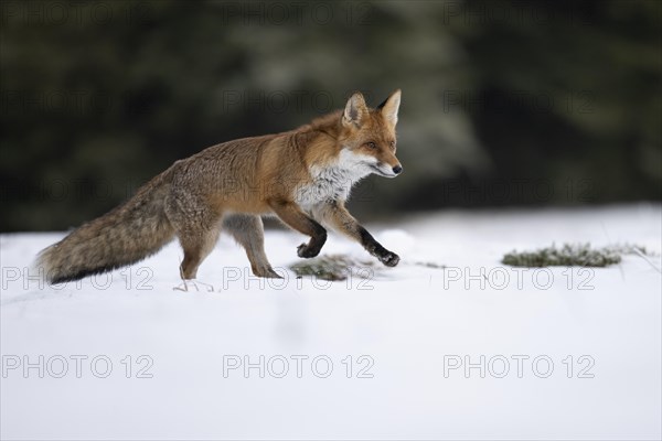 Red fox