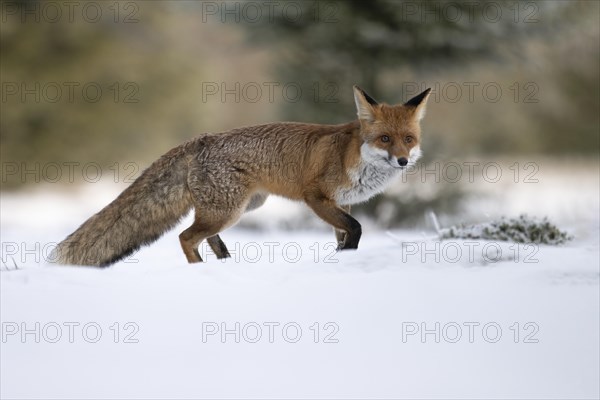 Red fox