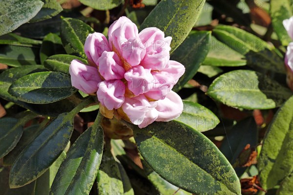 Flowering rhododendrons