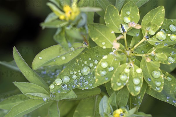 Golden spurge