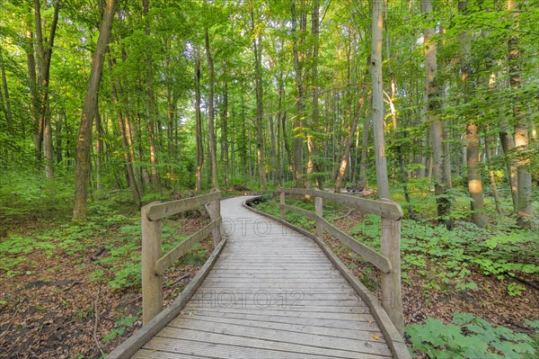 Beech forest in Hainich National Park