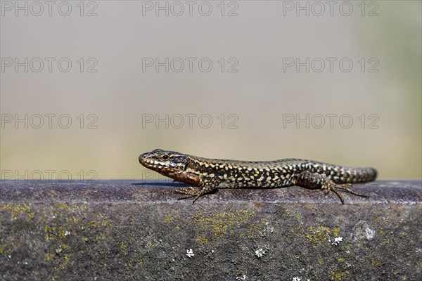 Common wall lizard