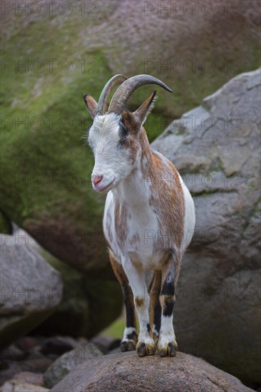 Domestic pygmy goat