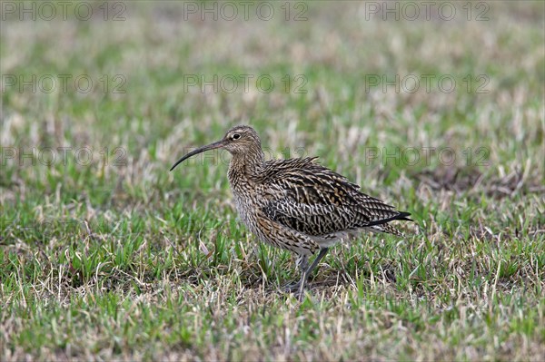 Eurasian curlew