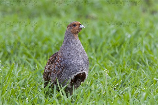 Grey Partridge