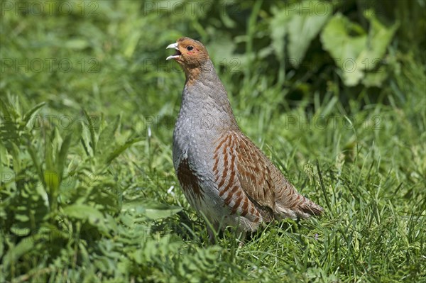 Grey partridge