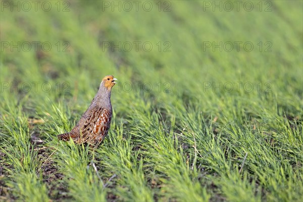 Grey partridge