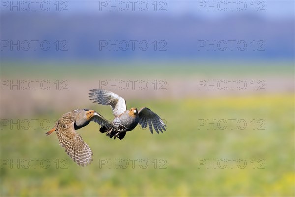 Two grey partridges