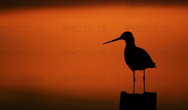 Black-tailed godwit