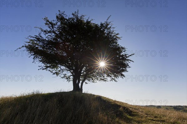 Sun shining through foliage of solitary common hawthorn