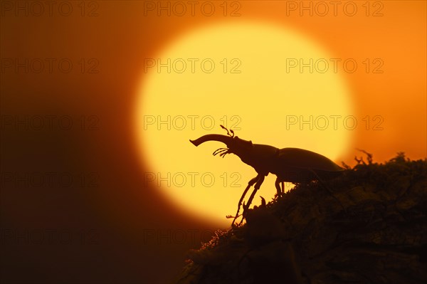 European stag beetle