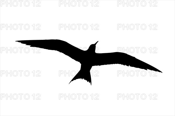 Silhouette of sandwich tern