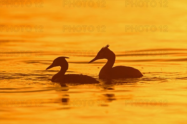 Great crested grebe