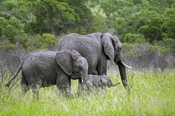 African bush elephant