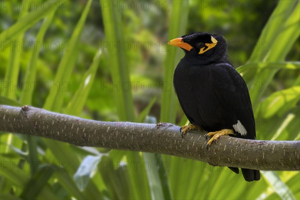 Common hill myna