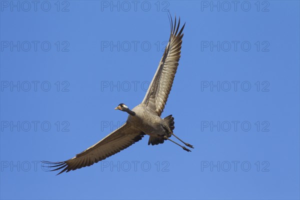 Common Crane