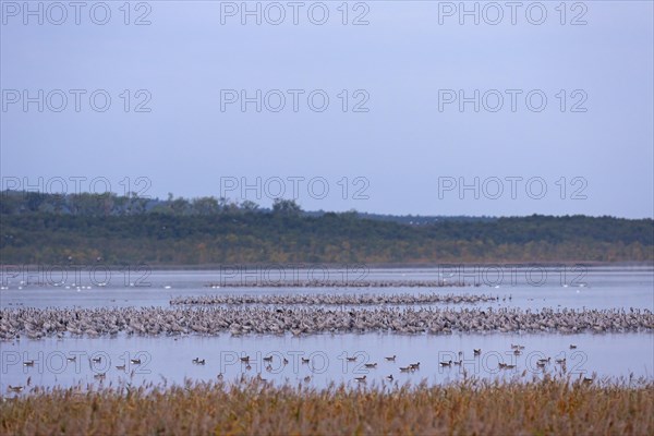 Common Crane