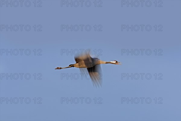 Migrating common crane