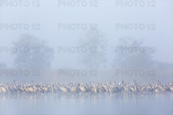 Flock of common cranes