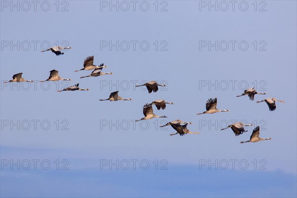 Migrating flock of common cranes