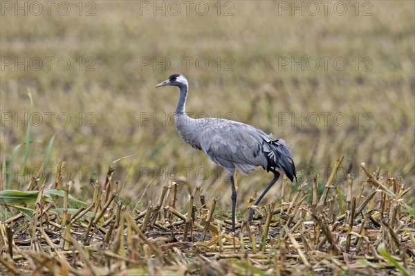 Common crane