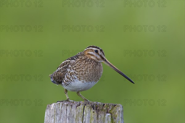 Common snipe